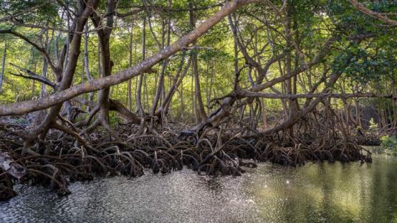 6 Reasons for Restoring and Protecting Mangroves - Environment & Design ...